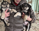 Собаки в Москве: Красивые щенки девочки в дар! Дайте шанс  малышам не замерзнуть! Девочка, Бесплатно - фото 4