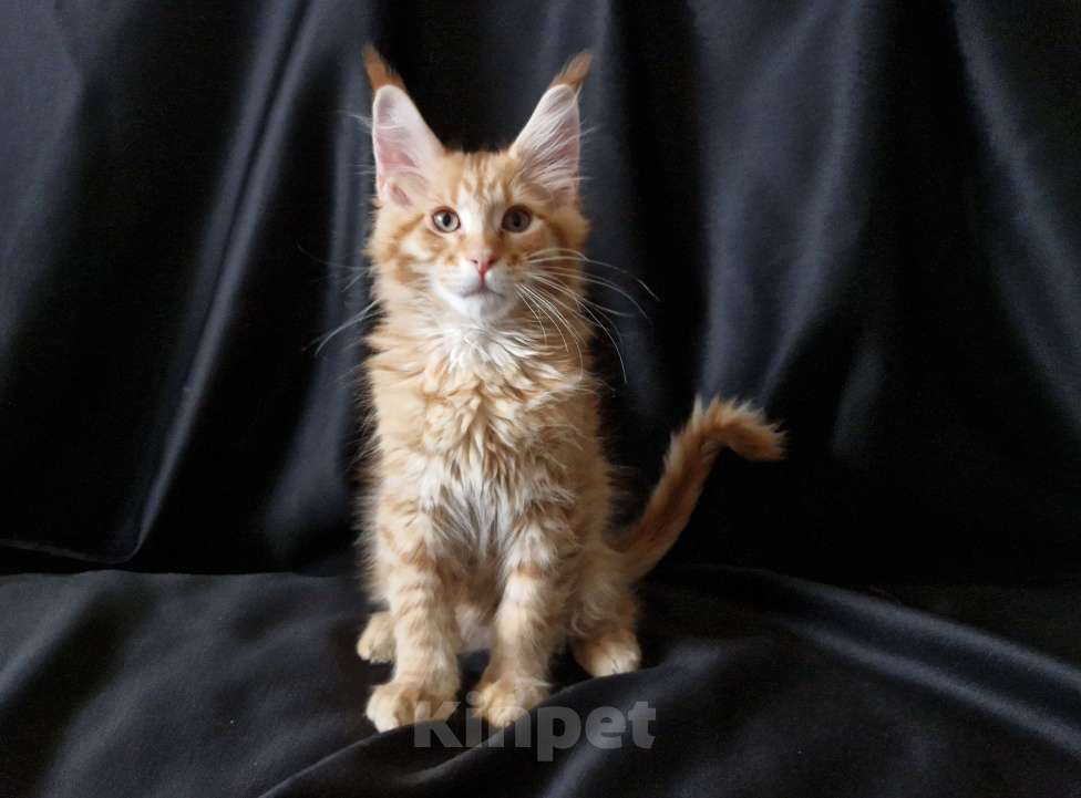 Кошки в Москве: Пресненские котята породы мейн-кун. Арнольд Мальчик, 50 000 руб. - фото 2