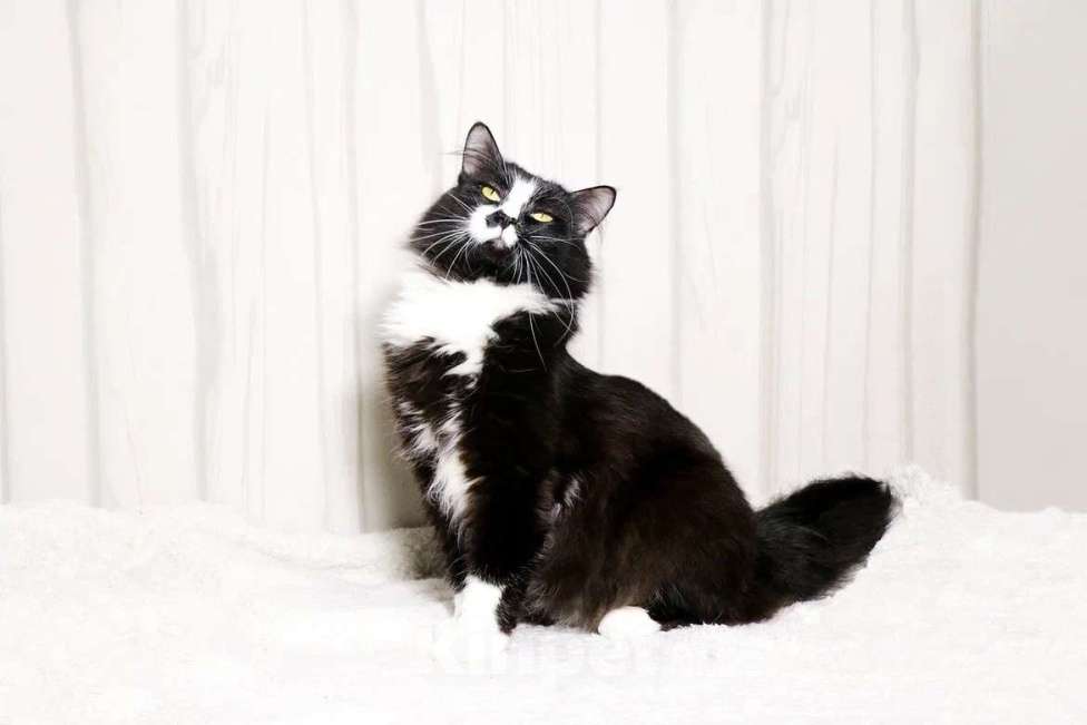 Кошки в Красноармейске: Котик Чаки в дар! Мальчик, Бесплатно - фото 6