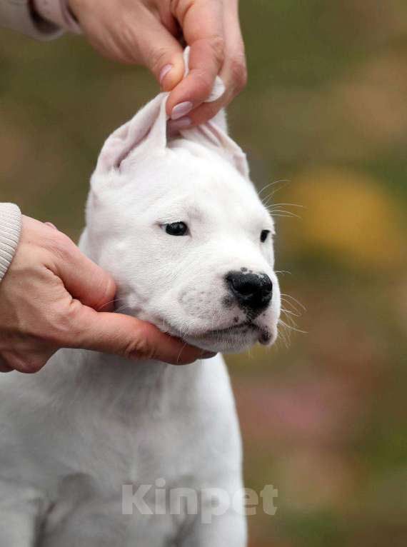 Собаки в Котельнике: Родились 12.09.2025г. Мальчики и дево Девочка, 50 000 руб. - фото 7