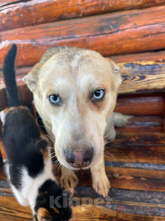 Собаки в Москве: Собака Арктика ищет дом! Девочка, Бесплатно - фото 2