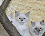 Кошки в Белокурихе: Спокойная, нежная, добрая девочка Девочка, 60 000 руб. - фото 6