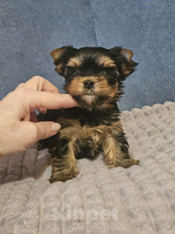 Собаки в Москве: Небольшая девочка йорка  Девочка, 100 000 руб. - фото 3