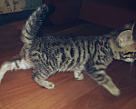 Кошки в Туле: Бенгал розетка на золоте Мальчик, 7 000 руб. - фото 4