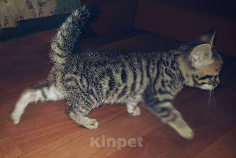 Кошки в Туле: Бенгал розетка на золоте Мальчик, 7 000 руб. - фото 4