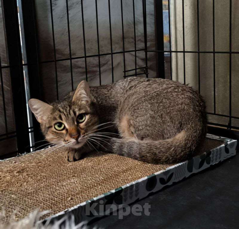 Кошки в Москве: Кошечка в добрые руки Девочка, Бесплатно - фото 1