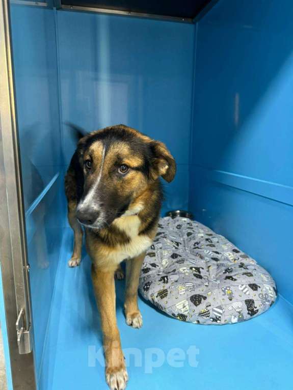 Собаки в Москве: Идеальная собака для семьи с детьми Девочка, Бесплатно - фото 2