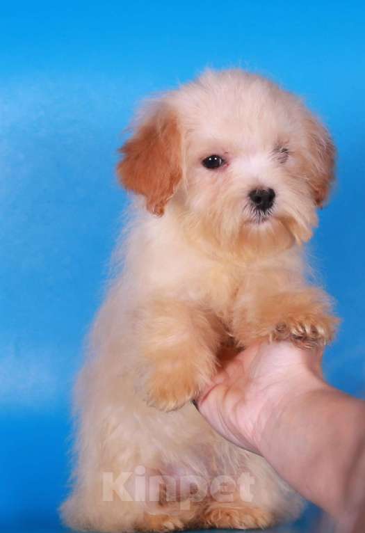 Собаки в Москве: мальтипу  девочки мини Девочка, 100 000 руб. - фото 2