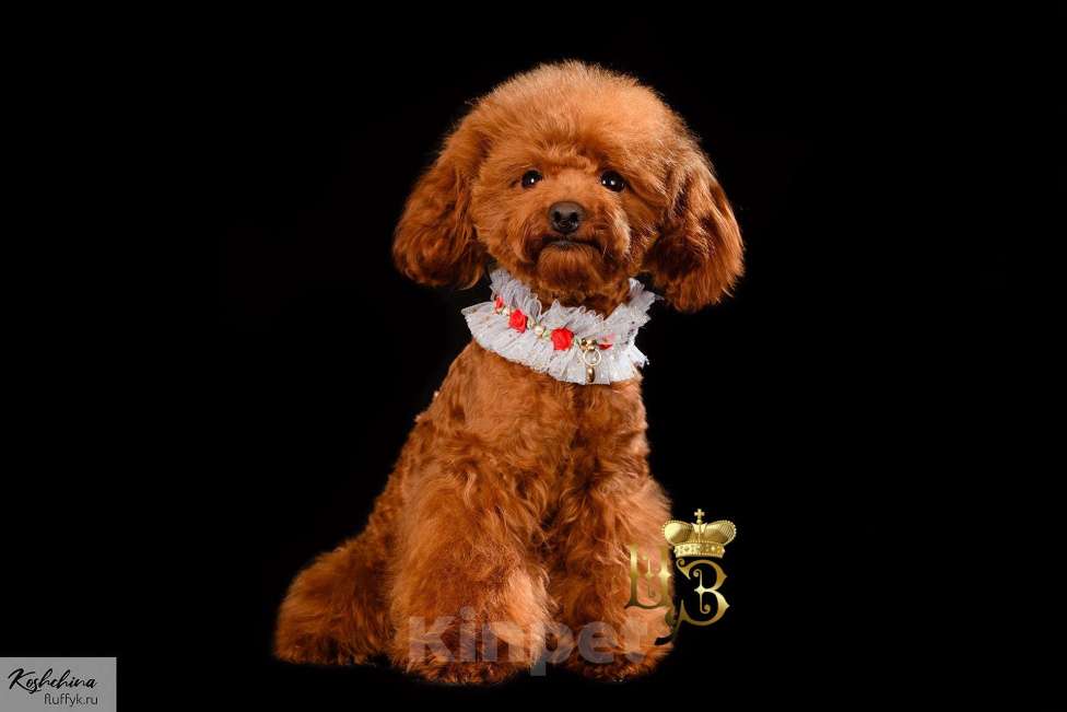 Собаки в Москве: Тедди пудель Мальчик, 160 000 руб. - фото 1