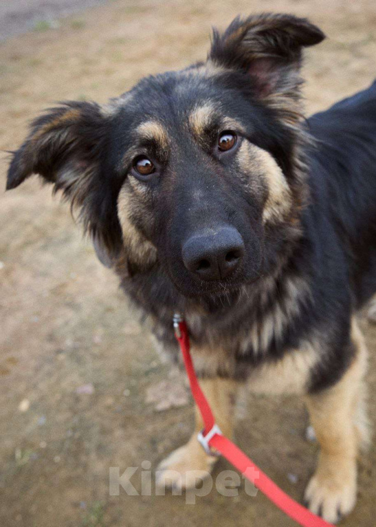 Собаки в Дмитрове: Яшма Девочка, Бесплатно - фото 5