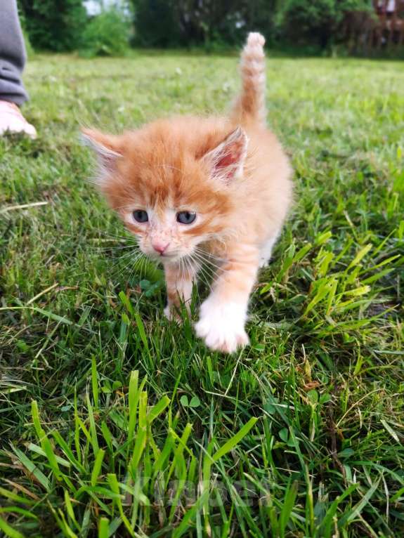 Кошки в Москве: Чудесный малыш Мальчик, Бесплатно - фото 2