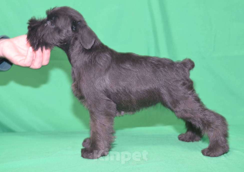 Собаки в Калуге: цвергшнауцер черного окраса Девочка, 60 000 руб. - фото 3