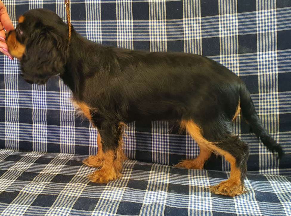 Собаки в других городах Московской области: Щенок королевской породы шоу класса — нежный, преданный и невероятно красивый Мальчик, 150 000 руб. - фото 2