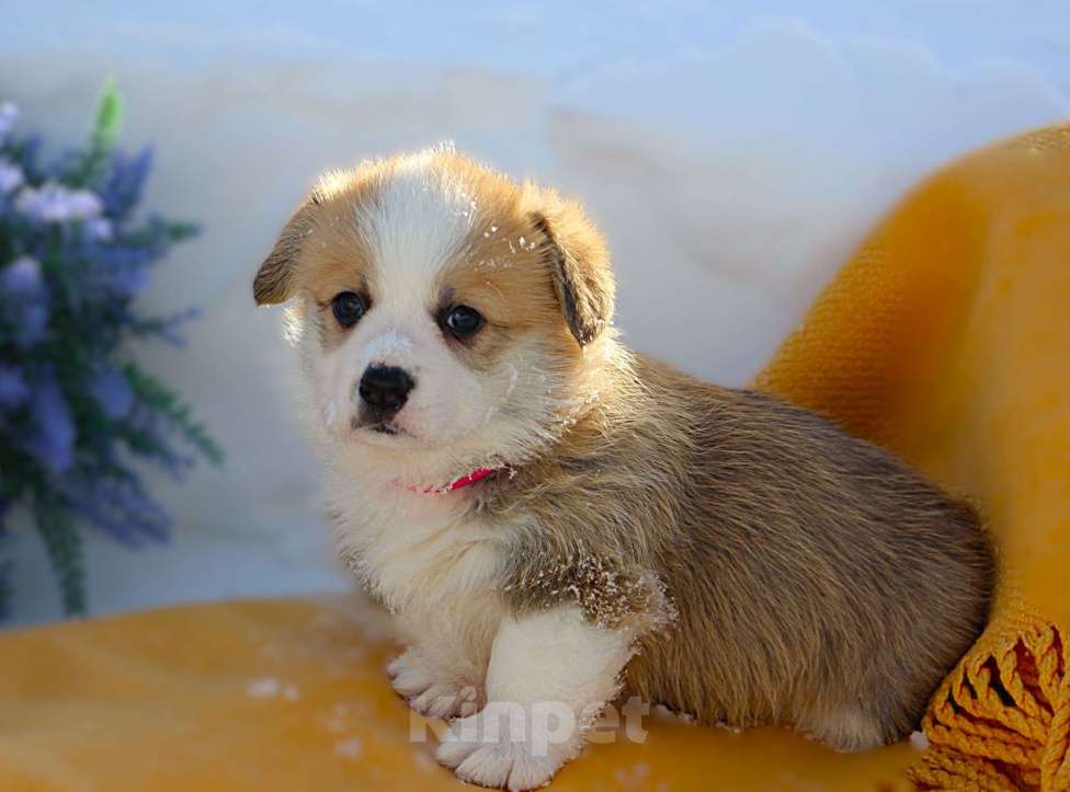 Собаки в других городах Московской области: Щенок  сука вельш корги пемброк Девочка, 60 000 руб. - фото 1