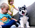 Собаки в Казани: Хаски сказочные глазки (щенки), 20 000 руб. - фото 1