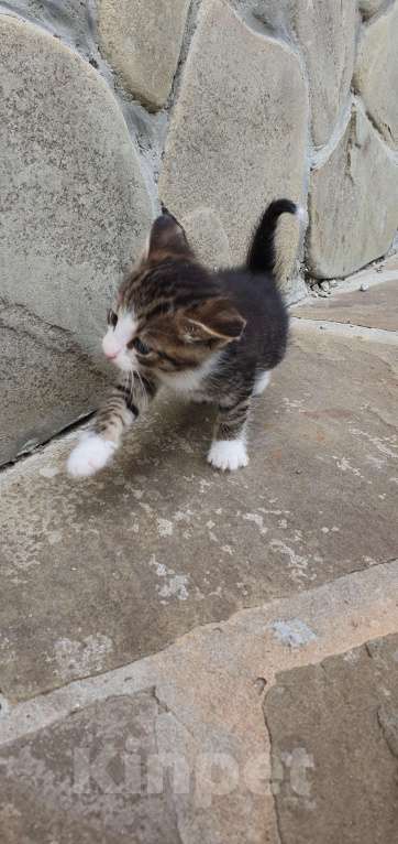 Кошки в Спасе-Клепике: Мальчик в дар Мальчик, Бесплатно - фото 8