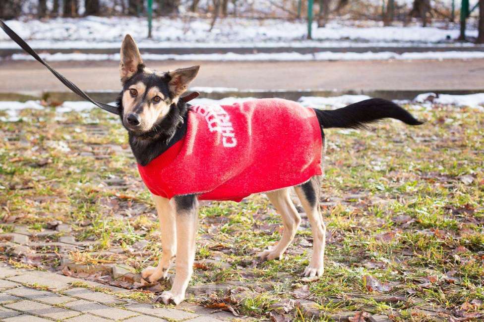 Собаки в Москве: Агата - маленькая квартирная собака, брошенная хозяевами в метро  Девочка, Бесплатно - фото 2