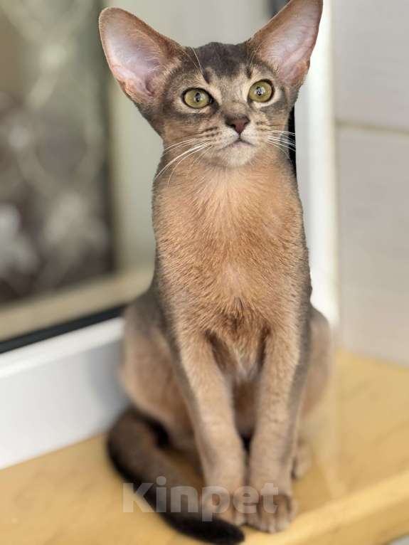 Кошки в Севастополе: Абиссинские котята  Мальчик, 50 000 руб. - фото 2