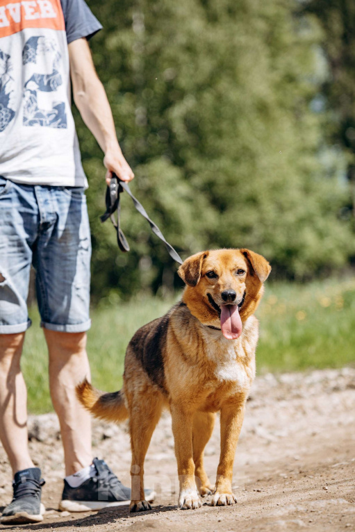 Собаки в Москве: Компактный домашний пёсик в поисках дома.  Мальчик, Бесплатно - фото 5