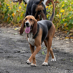 Английский фоксхаунд