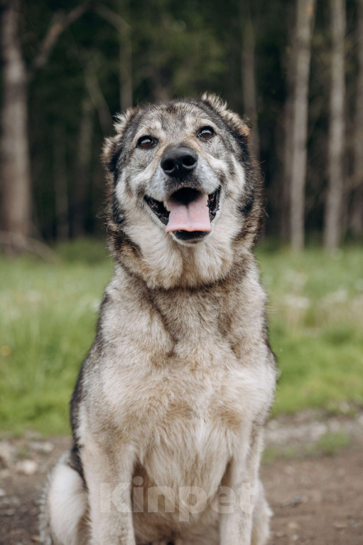 Собаки в Москве: Алтай ждёт и надеется Мальчик, Бесплатно - фото 3