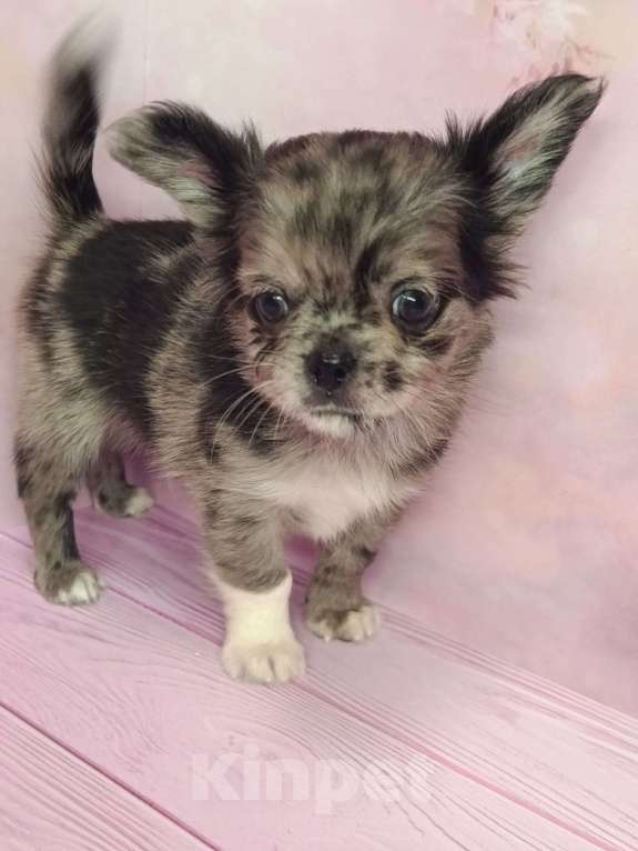 Собаки в других городах Московской области: Джуно Мальчик, 45 000 руб. - фото 4