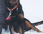 Собаки в Санкт-Петербурге: Ротвейлер Сникерс в добрые руки Мальчик, Бесплатно - фото 3