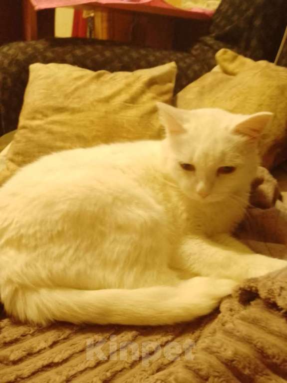 Кошки в Ревде: Котик Михаил ищет именно вас! 🤗 Мальчик, Бесплатно - фото 1