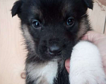 Собаки в Кемерово: Щенки крупнопародных собак Девочка, 100 руб. - фото 1