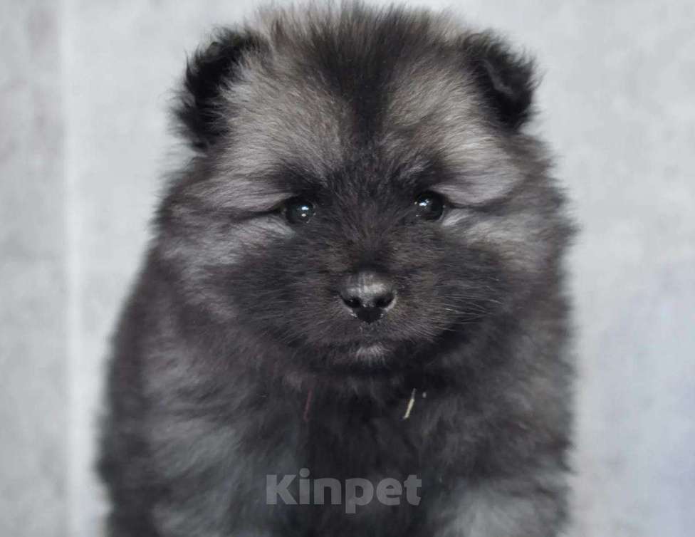 Собаки в Новосибирске: Вольфшпиц от титулованных родителей Мальчик, 60 000 руб. - фото 3