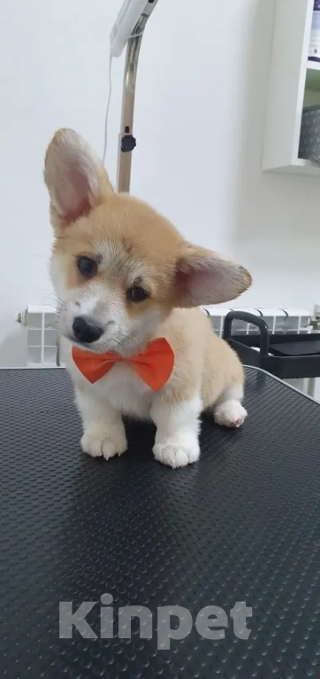 Собаки в других городах Ростовской области: Вельш Корги Пемброк, щенок Мальчик, 50 000 руб. - фото 3