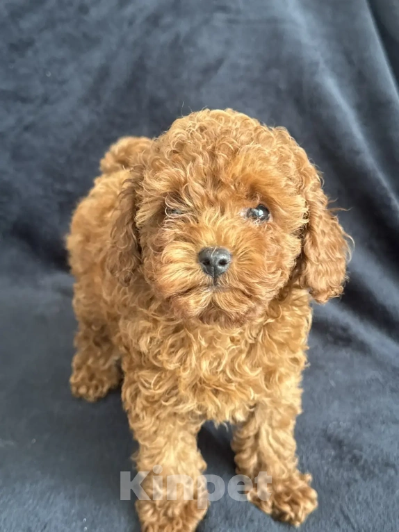 Собаки в Москве: Той -пудель мальчики , девочки Мальчик, Бесплатно - фото 4