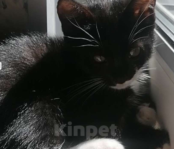 Кошки в других городах Ленинградской области: Умняшка малыш Мальчик, Бесплатно - фото 2