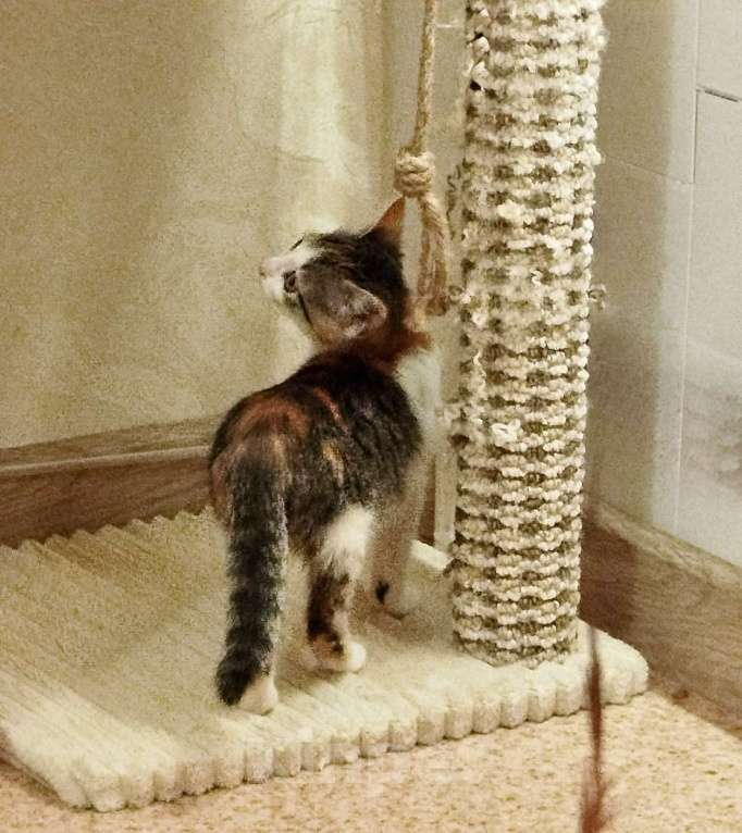 Кошки в Санкт-Петербурге: Котенок девочка  Девочка, Бесплатно - фото 3