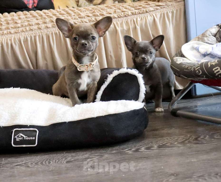 Собаки в Москве: Голубо-Тигровая чихуахуа🌸 Девочка, 55 000 руб. - фото 4