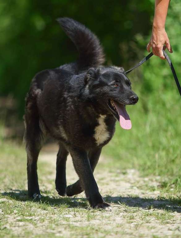 Собаки в Москве: Пес для большой семьи Мальчик, Бесплатно - фото 8