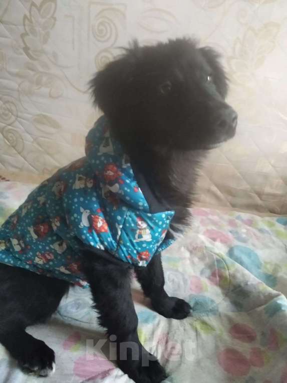 Собаки в Ореховом-Зуево: Щенок венгерской овчарки Ариша ждет хозяев Девочка, 2 000 руб. - фото 2