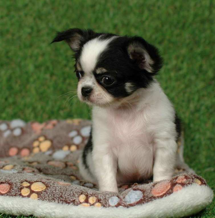 Собаки в Москве: Мальчик чихуахуа Мальчик, 25 000 руб. - фото 6