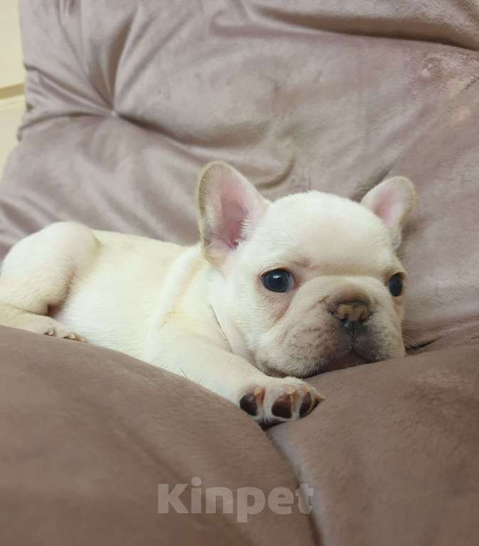 Собаки в Москве: Малыш Умка из мультика Мальчик, 70 000 руб. - фото 3