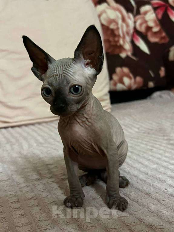 Кошки в Москве: Канадский сфинкс  Мальчик, 30 000 руб. - фото 5