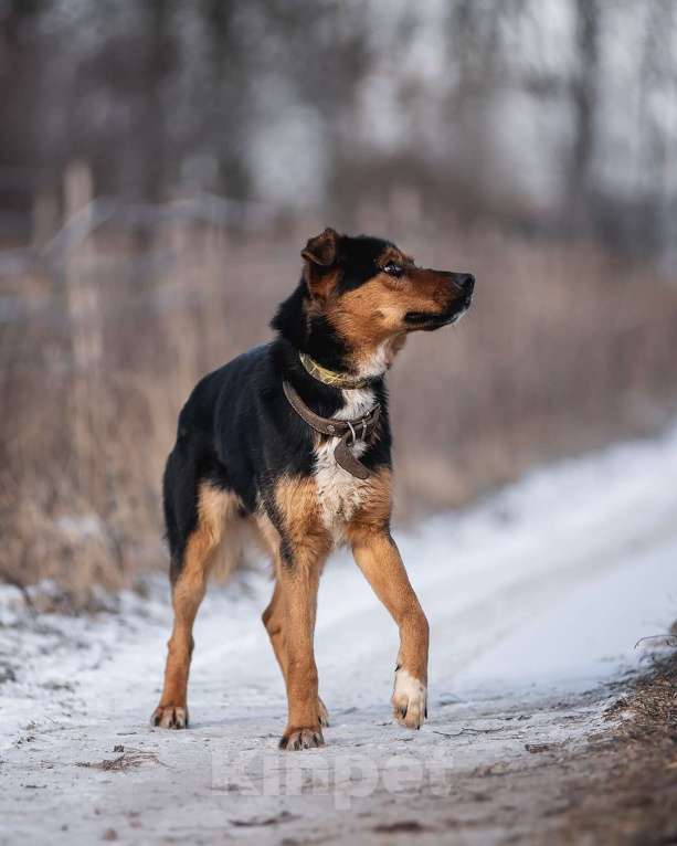Собаки в Дзержинском: Умный пес Дружок в добре руки Мальчик, Бесплатно - фото 5