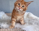 Кошки в Кудрово: Рыжий(красный) Мейн-кун котенок мальчик Мальчик, Бесплатно - фото 2
