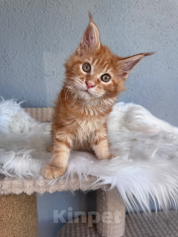Кошки в Кудрово: Рыжий(красный) Мейн-кун котенок мальчик Мальчик, Бесплатно - фото 2