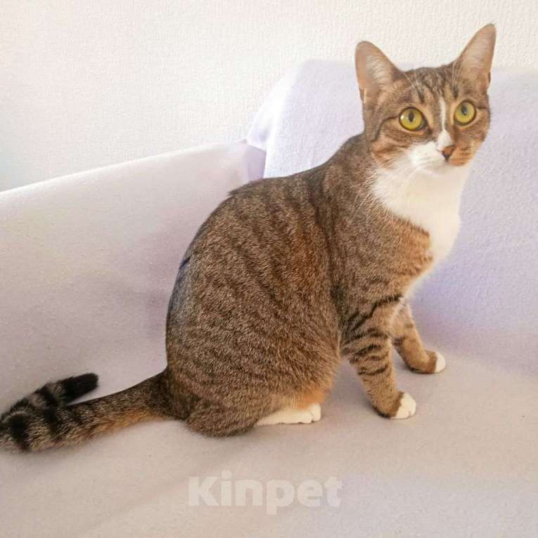 Кошки в Москве: Алису не замечают из-за "слишком обычной" внешности Девочка, Бесплатно - фото 2