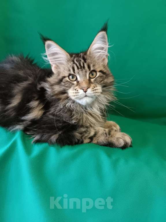 Кошки в других городах Владимирской области: Котенок мейн куе Мальчик, Бесплатно - фото 3