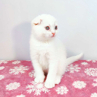 Белый вислоухий котенок-шотландец