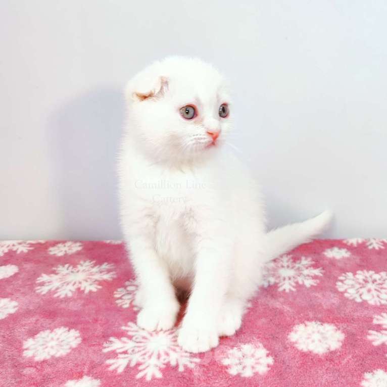 Кошки в Москве: Белый вислоухий котенок-шотландец Мальчик, Бесплатно - фото 1