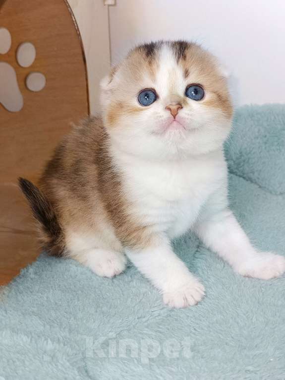 Кошки в Москве: Гахëн Девочка, 50 000 руб. - фото 1