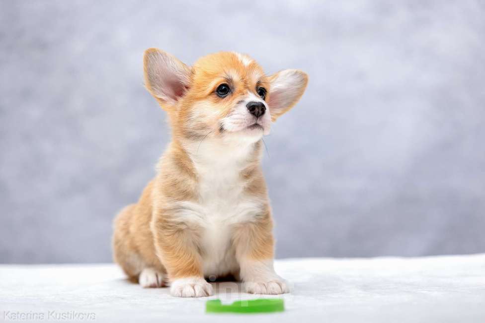 Собаки в Москве: Щенок вельш корги пемброк 3 месяца Мальчик, Бесплатно - фото 6