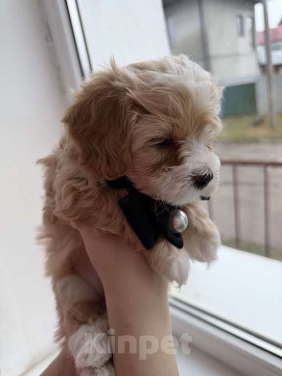 Собаки в Иваново: Той-пудель мальчик Мальчик, 90 000 руб. - фото 9